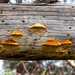 lake oloidien, shelf fungi