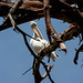 lake oloidien, pelican preening