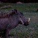 hells gate national park warthog profile at dusk