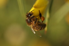 Honey Bee on Gorse