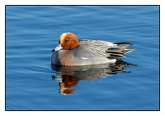 Wigeon in the sun (male) (Anas penelope)  - 2 clicks for large