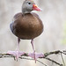 Black-bellied whistling duck - Circle B Bar Reserve -  Lakeland Florida