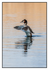 Great Crested Grebe - (Podiceps cristatus) - 2 clicks for ZOOM