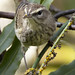 Palm warbler - Corkscrew Swamp Bird Sanctuary -  Naples   Florida