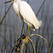 egret - Circle B Bar Reserve  -  Lakeland  Florida