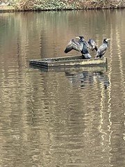 Cormorants, Queensmere Pond