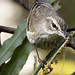 Palm warbler -  Corkscrew Swamp Bird Sanctuary -  Naples   Florida