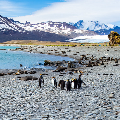 Penguins, South Georgia, Antarctica /  SML.20151207.6D.35239