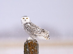 Female Snowy Owl