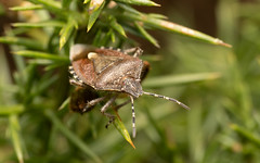 Hairy shieldbug a.k.a. sloe bug
