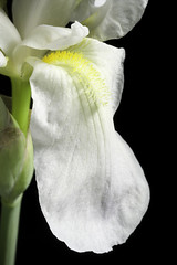 Iris florentina AH.9170 L., Syst. Nat. ed. 10, 2: 863 (1759).