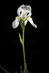 Iris florentina AH.9170 L., Syst. Nat. ed. 10, 2: 863 (1759).