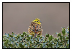 Yellowhammer (male) - (Emberiza citrinella) 2 clicks for large