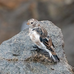 Snow Bunting posing nicely on a rock in Tasiilaq, Greenland.