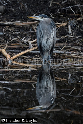 74463 Great Blue Heron (Ardea herodias) and its reflection in an urban wetland, Jericho Beach Park, Vancouver, Canada.