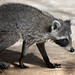 Raccoon -  Corkscrew Swamp Sanctuary -  Naples   Florida