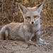 Indian desert fox female looks you in the eye