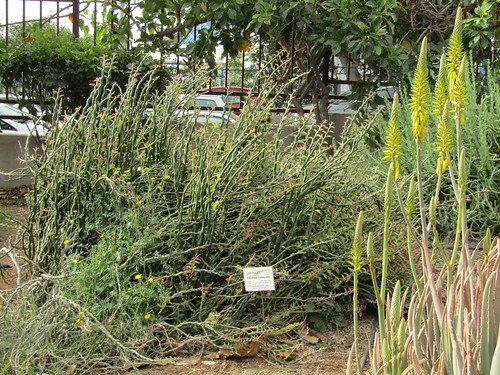 Pedilanthus tithymaloides (Euphorbia tithymaloides)