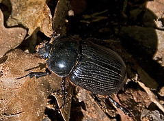 Beetle, Zion NP, Utah 69464n