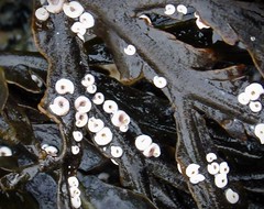 Juvenile Flat Periwinkles