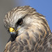 Red-shouldered hawk -  Circle B Bar Reserve  -  Lakeland  Florida