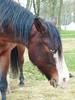 Blues eyes horse