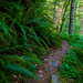 Hiking trail near the Rogue River Ranch