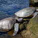 Pacific Green Sea Turtles, Chelonia mydas