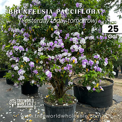 Brunfelsia Pauciflora - 25 gal