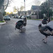 Alameda Turkeys