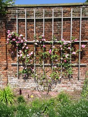 Hampton Court Rose Garden