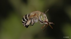 Blue banded bee (Amegilla (Zonamegilla) pulchra