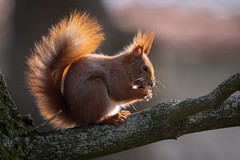 Red squirell