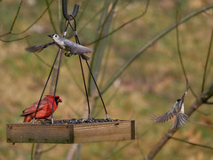 Busy Birdfeeder with Red Cardinal & Tufted Titmouse
