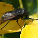 Dasyrhamphis sp. ♂ (Tabanidae), Le Collet-de-Dèze, Lozère, France