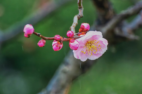 Plum blossoms at Osaka Castle