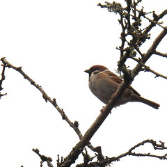 Eurasian tree sparrow, Passer montanus, Pilfink