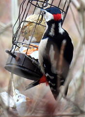 Great spotted woodpecker, Dendrocopos major, Större hackspett