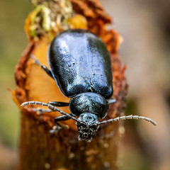 Alder Leaf Beetle