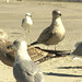 Seagulls on the Beach, Atlantic City, 2/19/2024, 12:50 p.m.
