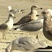 Seagulls on the Beach, Atlantic City, 2/19/2024, 12:50 p.m.