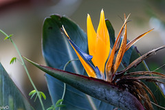 On sunny winter afternoon, new Bird of Paradise flower shines as the old ones fade. It is frequently grown as house plants