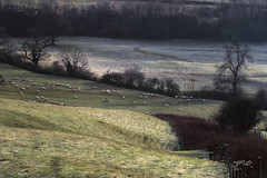 Frost In The Fields...