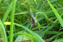 Wespenspinne (Argiope bruennichi) (1)