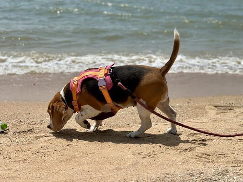 Coco the Beagle sniffing around on the beach