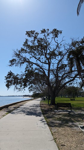 Tampa Bay Tree