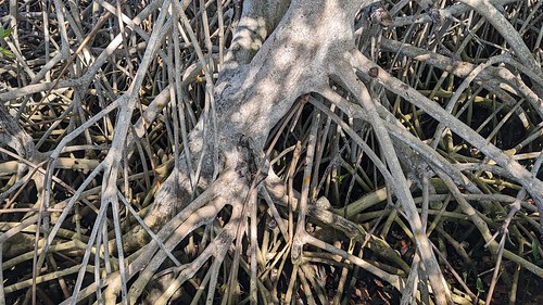 Mangrove Roots