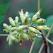 Aesculus glabra (Ohio buckeye) (Newark, Ohio, USA) 4