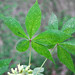 Aesculus glabra (Ohio buckeye) (Newark, Ohio, USA) 5