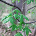Aesculus glabra (Ohio buckeye) (Newark, Ohio, USA) 7